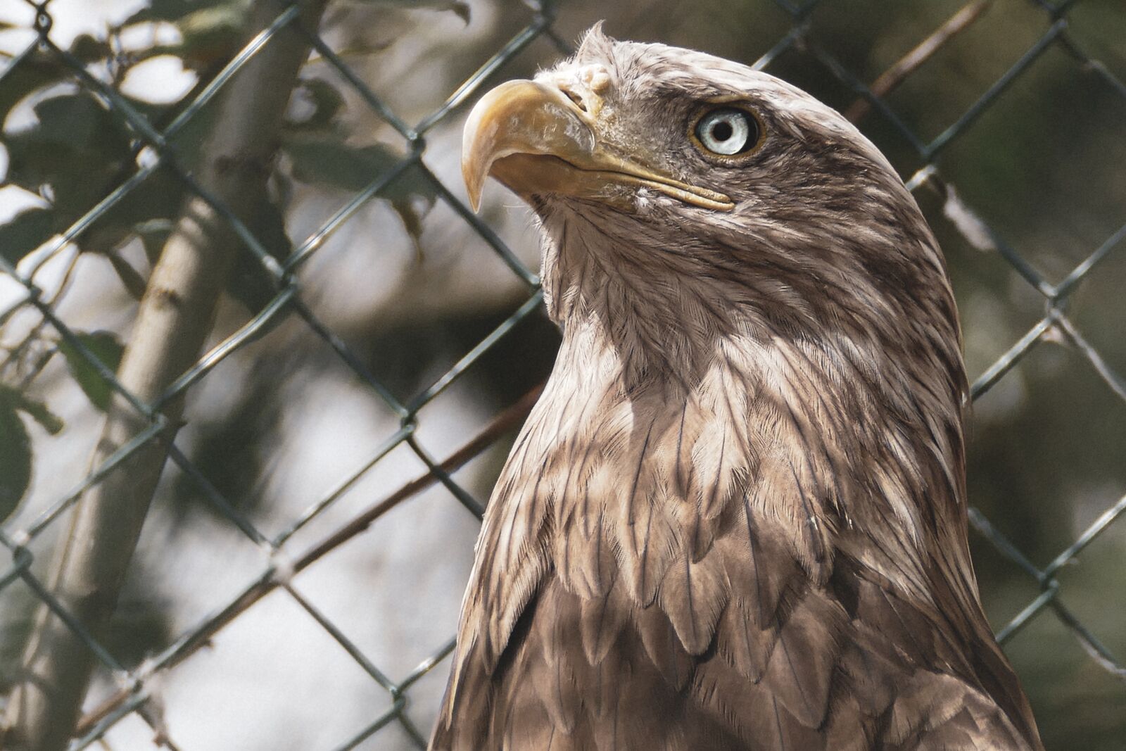 Panasonic Lumix DMC-FZ1000 sample photo. Eagle, bird, portrait photography