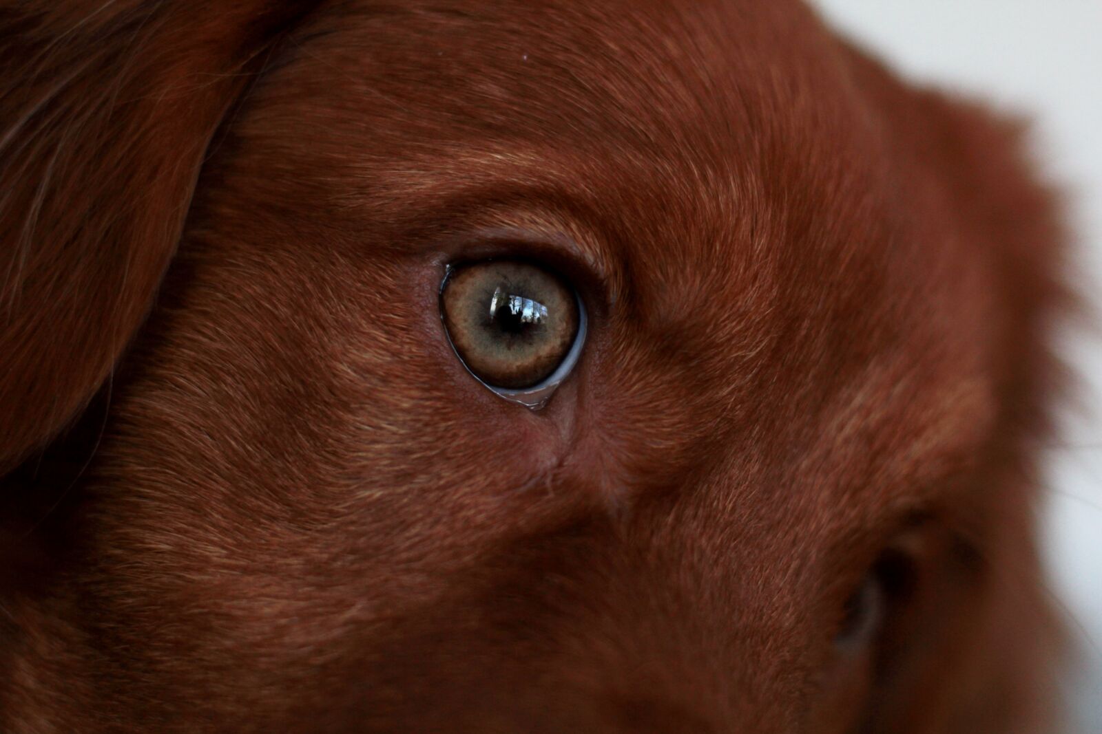 Canon EOS 600D (Rebel EOS T3i / EOS Kiss X5) sample photo. Eye, toller, puppy photography