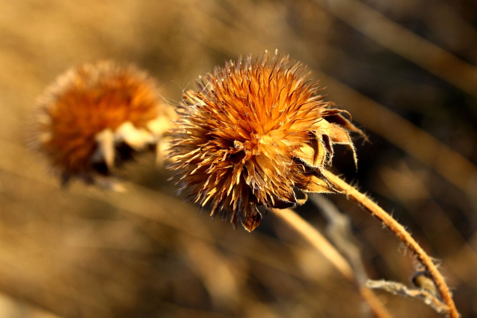 f/3.5-5.6 IS sample photo. Round wildflower, seed, pod photography