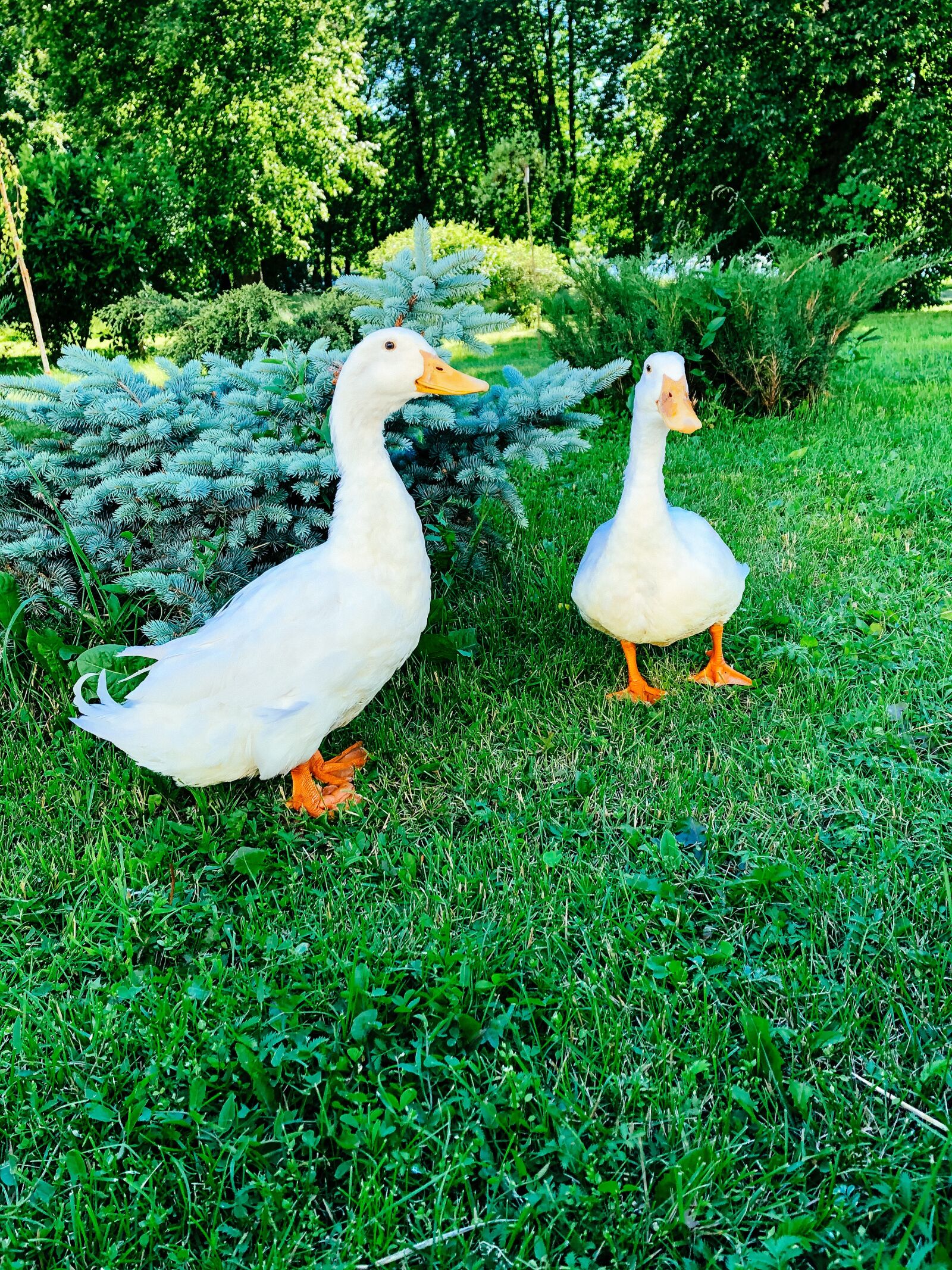iPhone 8 back camera 3.99mm f/1.8 sample photo. Geese, nature, animals photography