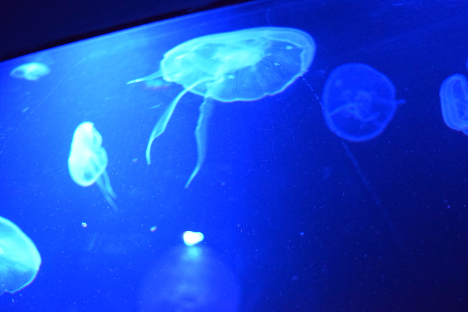 Nikon D3300 sample photo. Jellyfish photography