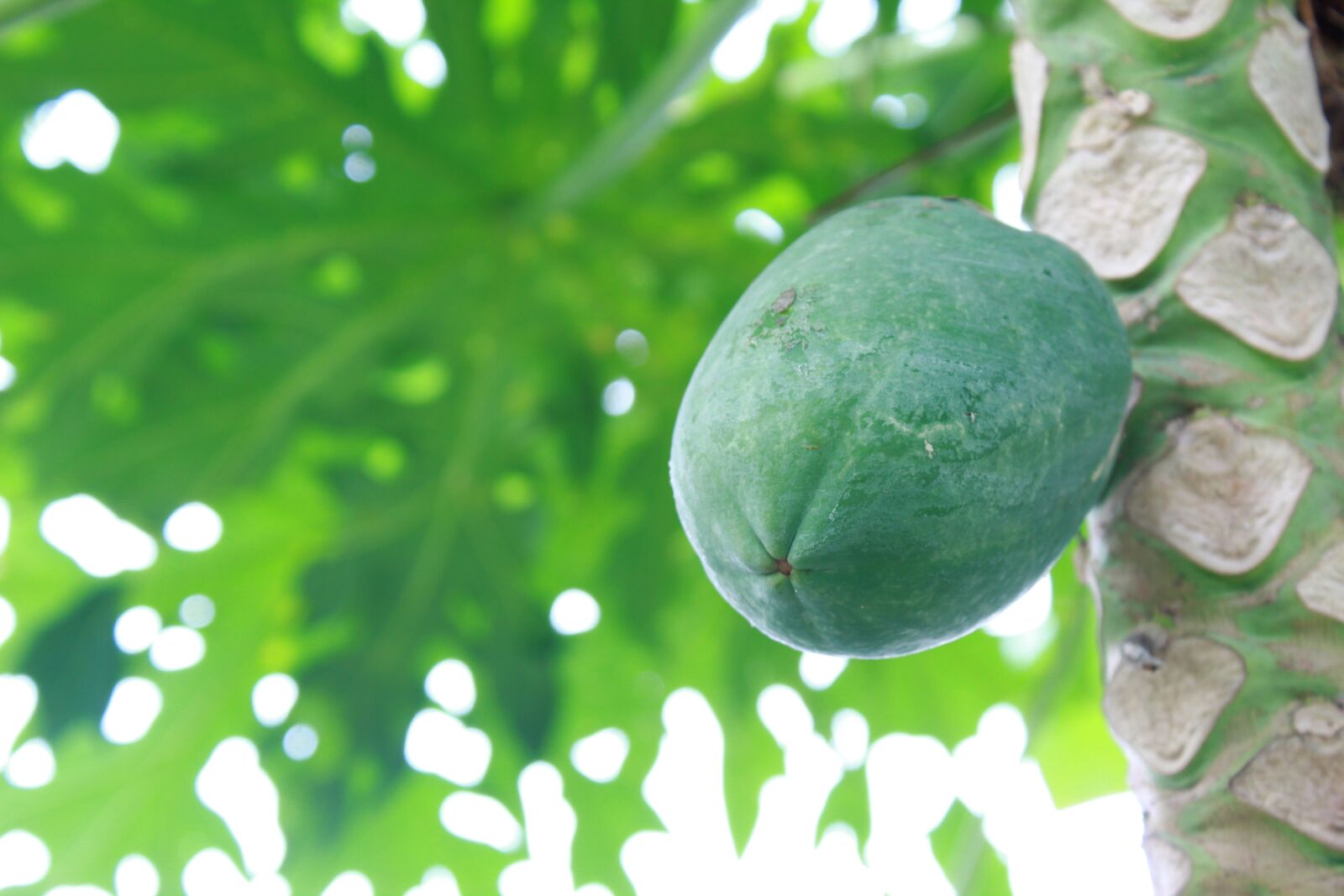 Canon EOS 1300D (EOS Rebel T6 / EOS Kiss X80) sample photo. Green, papaya, food photography