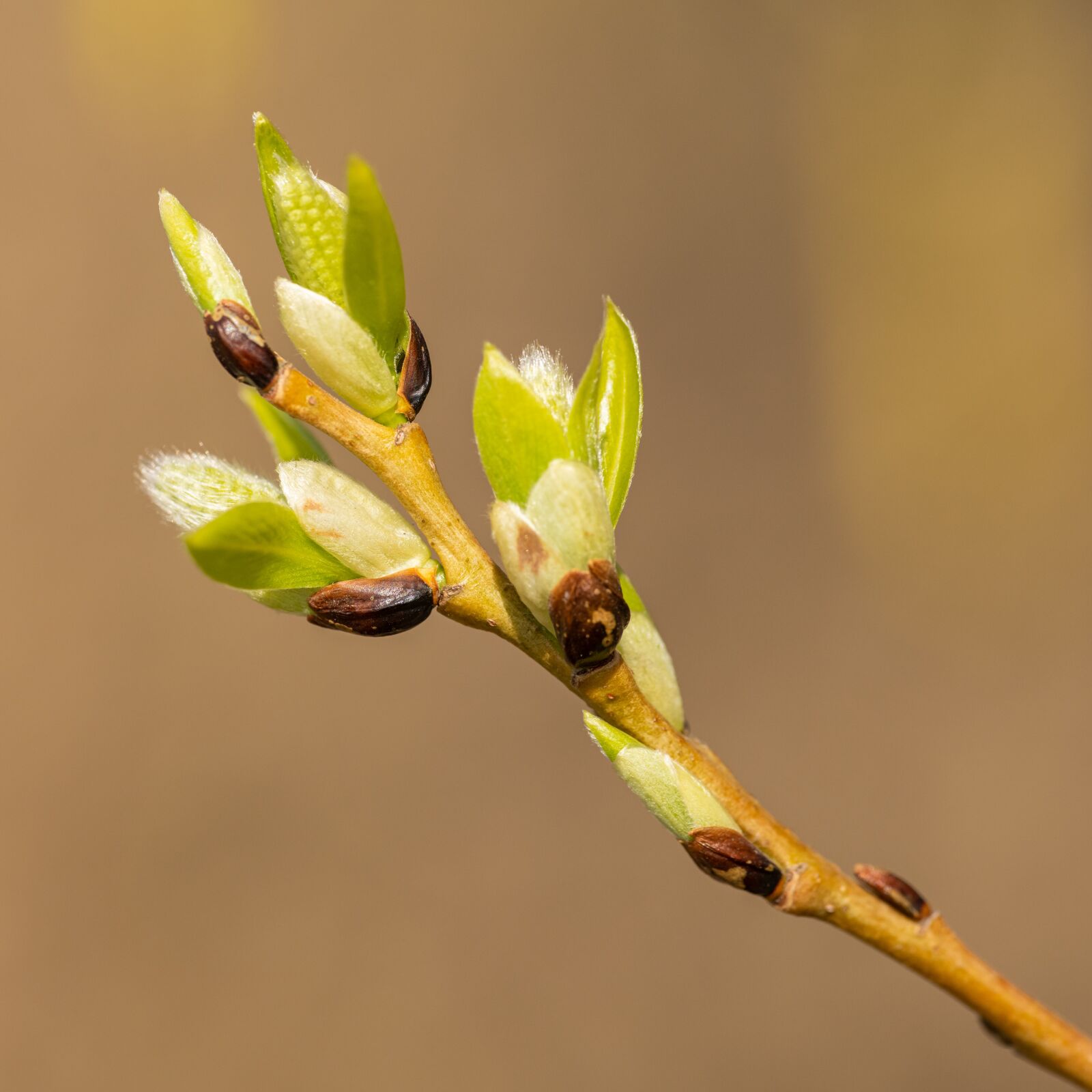 Nikon D850 sample photo. Cats, spring, bud photography