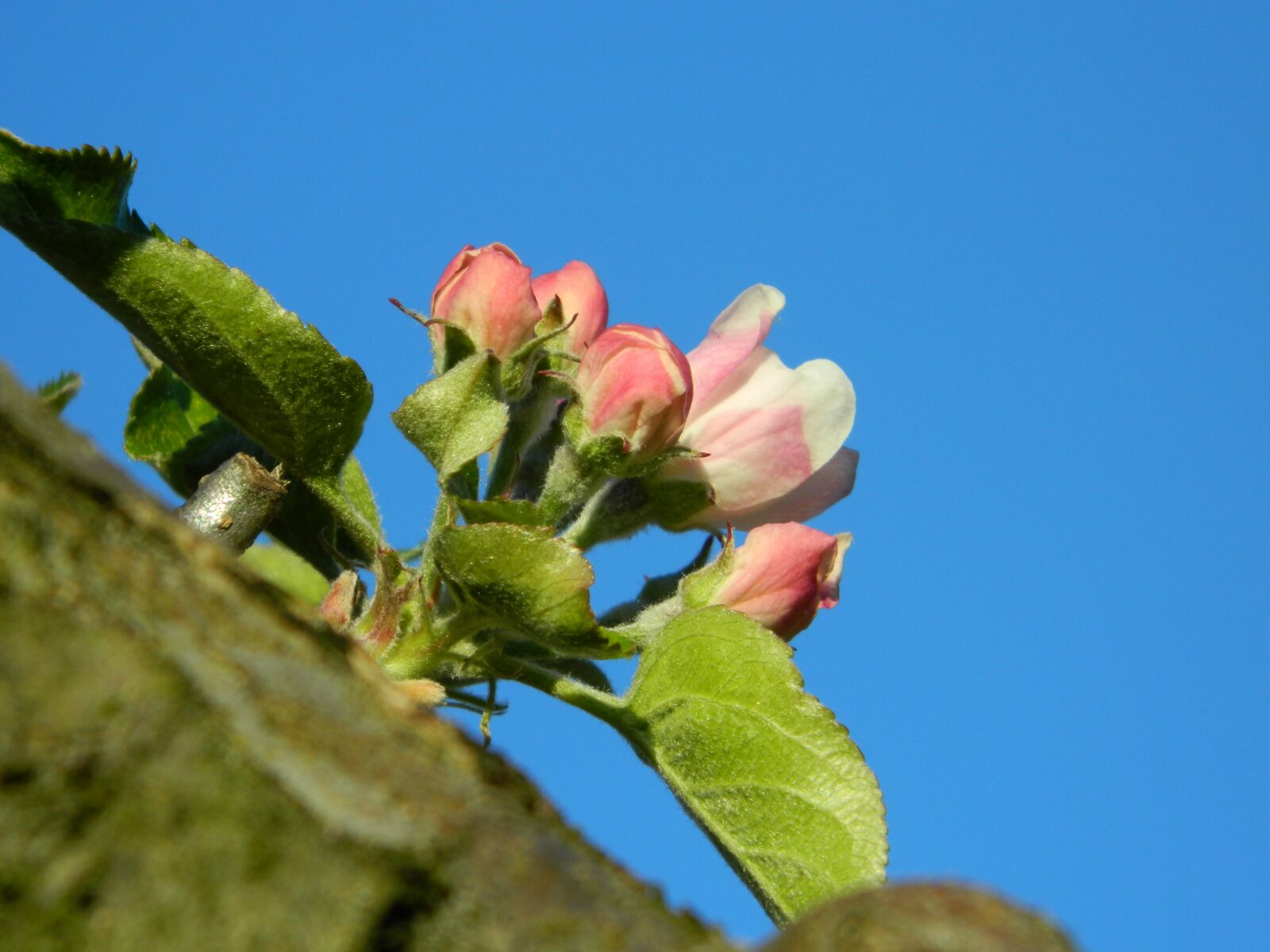 Nikon Coolpix L120 sample photo. Nature, flower, spain photography