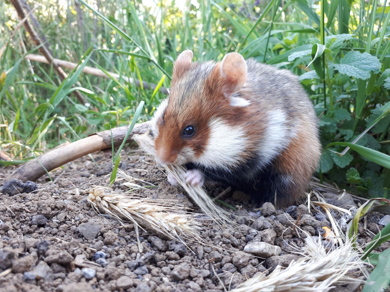 Samsung Galaxy A5(2017) sample photo. Hamster, animal photography