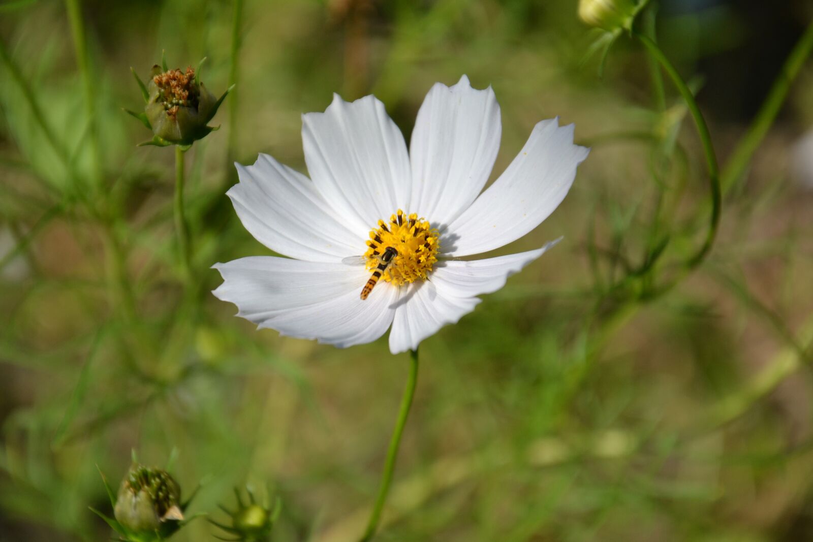 Nikon D3100 sample photo. Flower, cosmos, summer photography