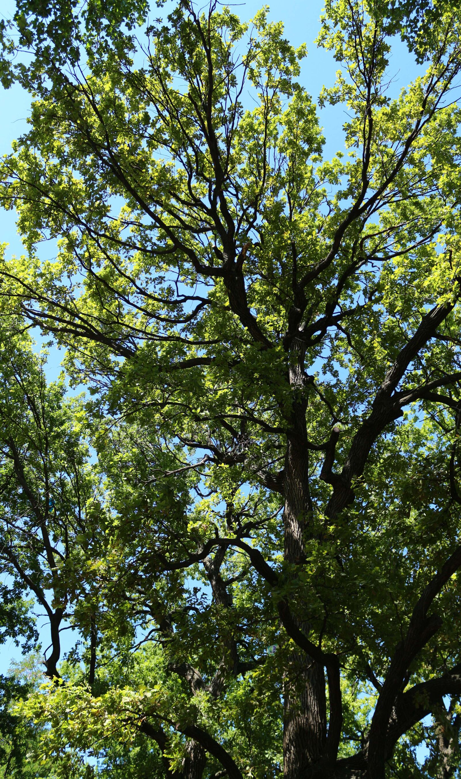 Canon EOS 650D (EOS Rebel T4i / EOS Kiss X6i) sample photo. Russia, saratov, city park photography