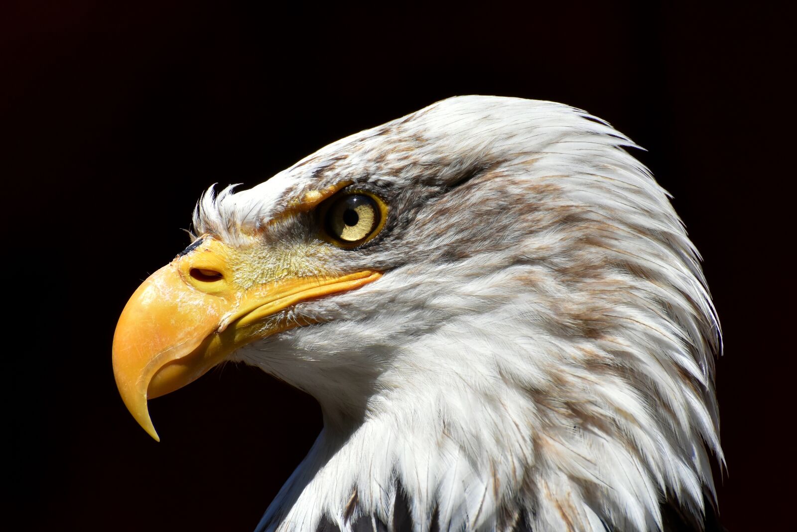 Nikon D7200 sample photo. Adler, bald eagle, bird photography