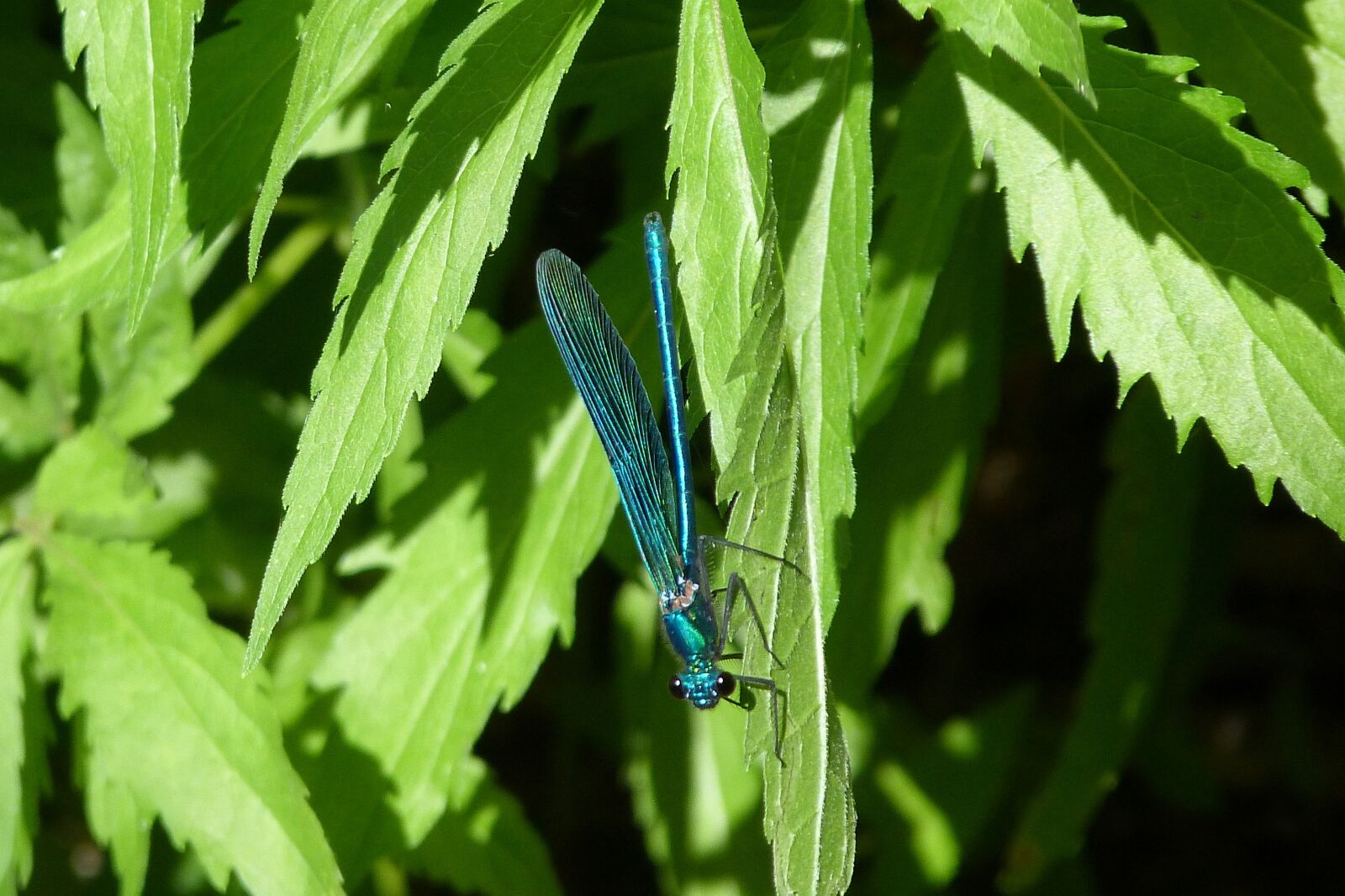 Panasonic Lumix DMC-FZ40 (Lumix DMC-FZ45) sample photo. Damselfly, insect, blue photography