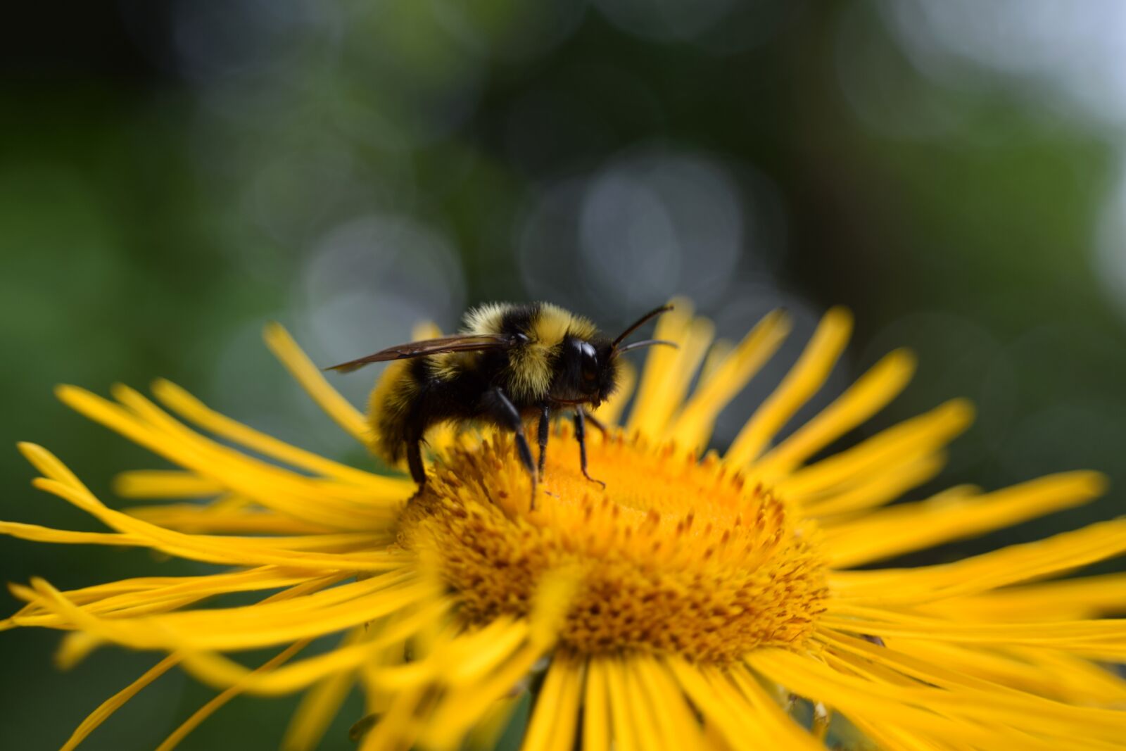 Nikon D5300 sample photo. Macro, hummel, flower photography