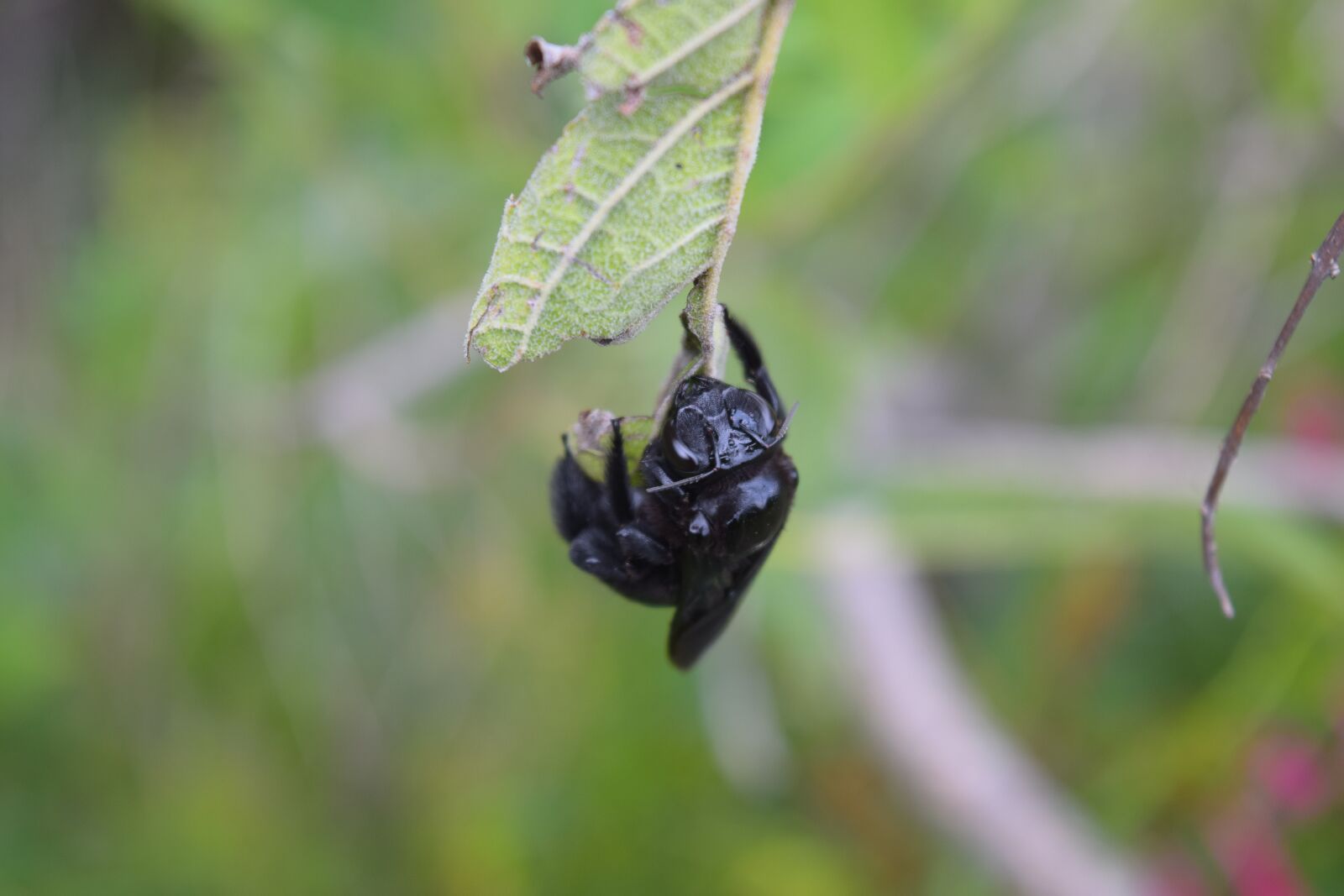 Nikon D3300 sample photo. Insect, nature, beetle photography