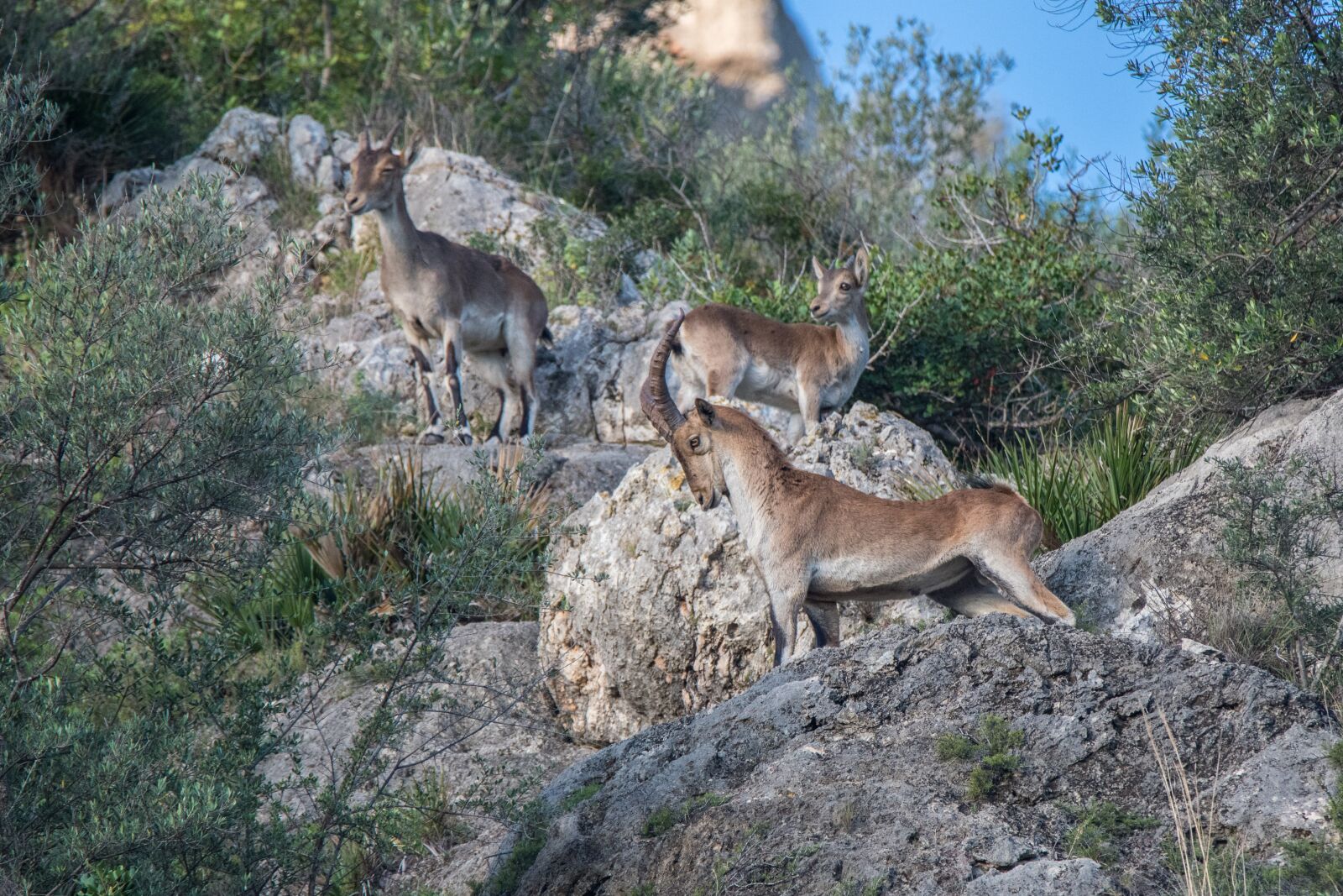 Tamron SP 150-600mm F5-6.3 Di VC USD sample photo. Ibex, mountain, animals photography
