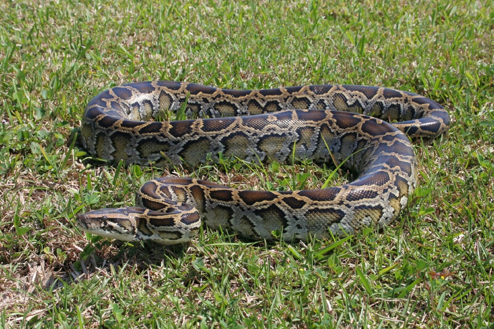 Canon EOS 350D (EOS Digital Rebel XT / EOS Kiss Digital N) sample photo. Burmese python, snake, ground photography