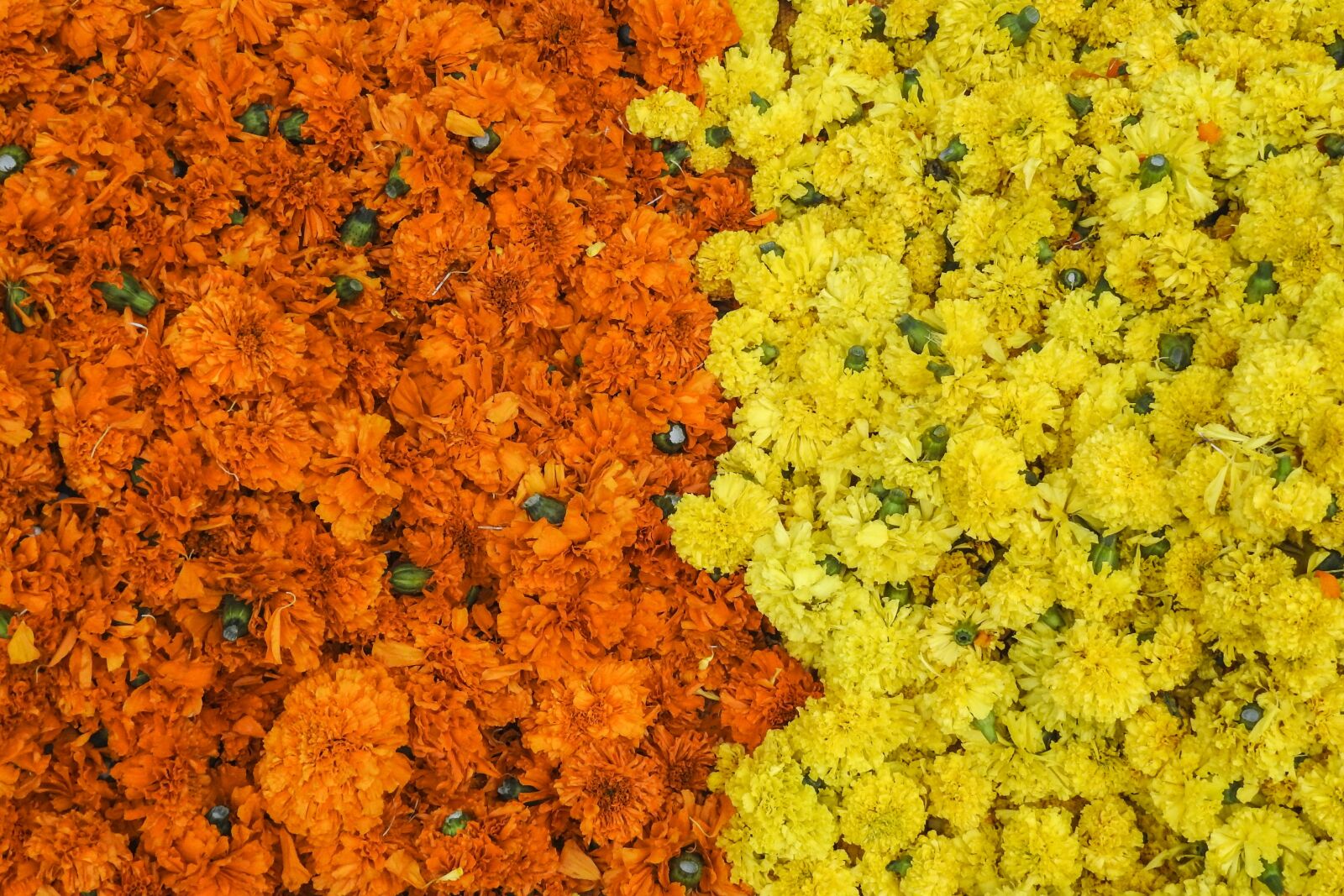 Nikon Coolpix P900 sample photo. Flowers, festival, indian photography