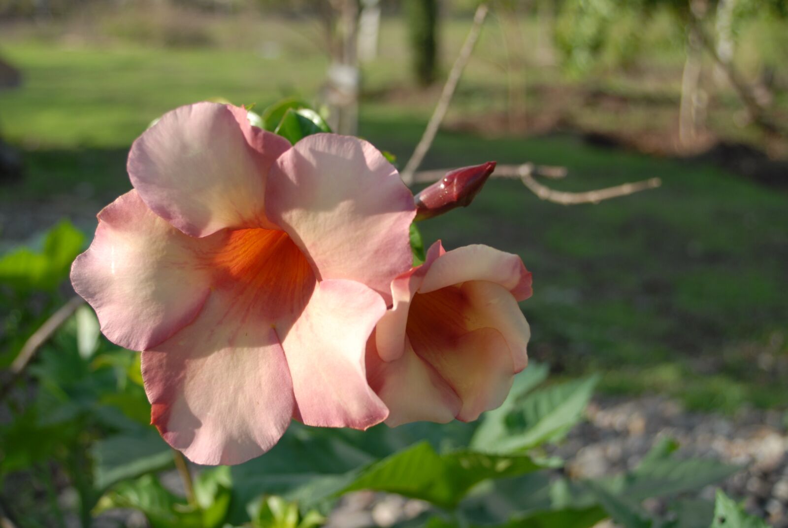 Nikon D200 sample photo. Flower, wild, botany photography