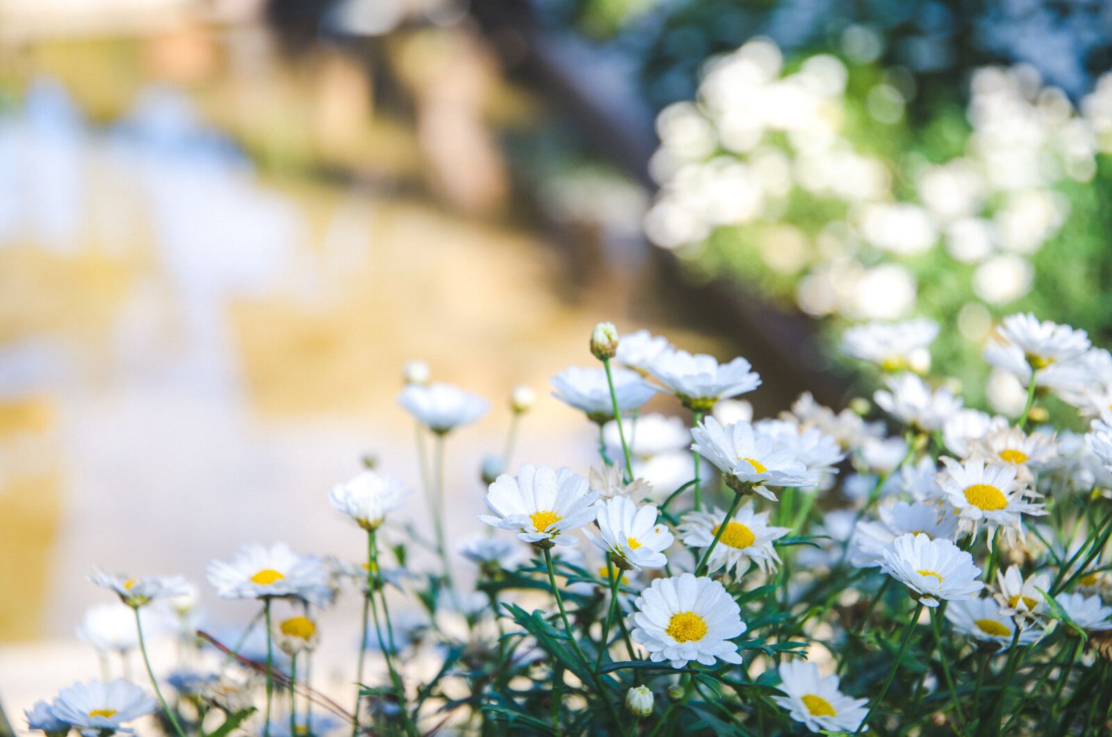 Nikon D7000 sample photo. Flowers, travel, nature photography