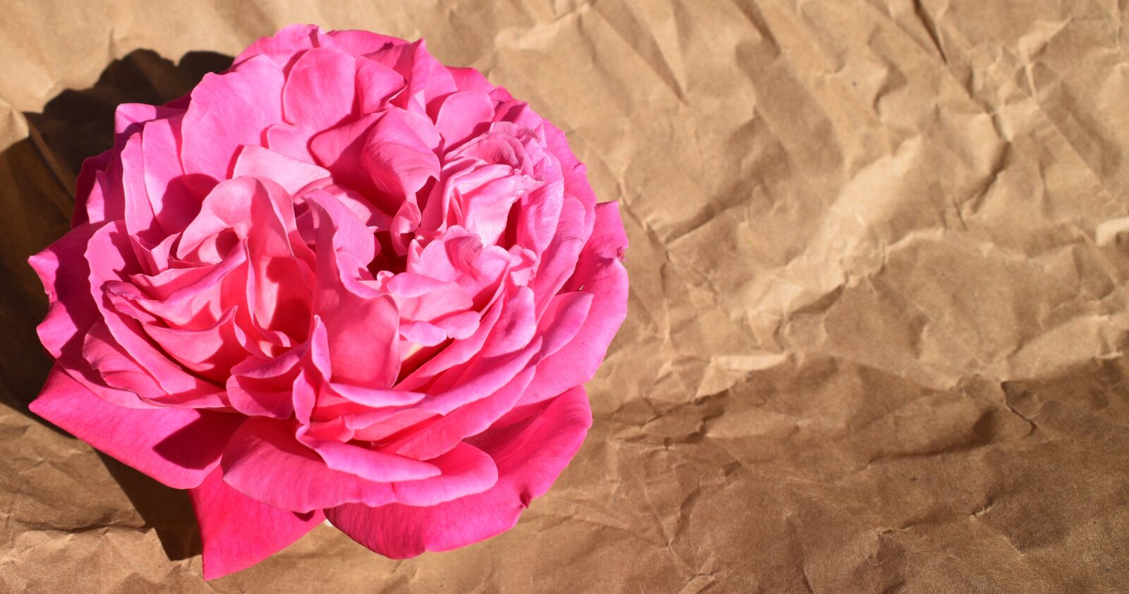 Nikon D3500 sample photo. Rose, flowers, petal photography