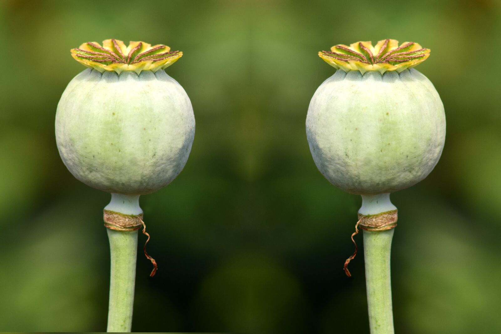 Nikon D3300 sample photo. Poppy capsules, green, green photography