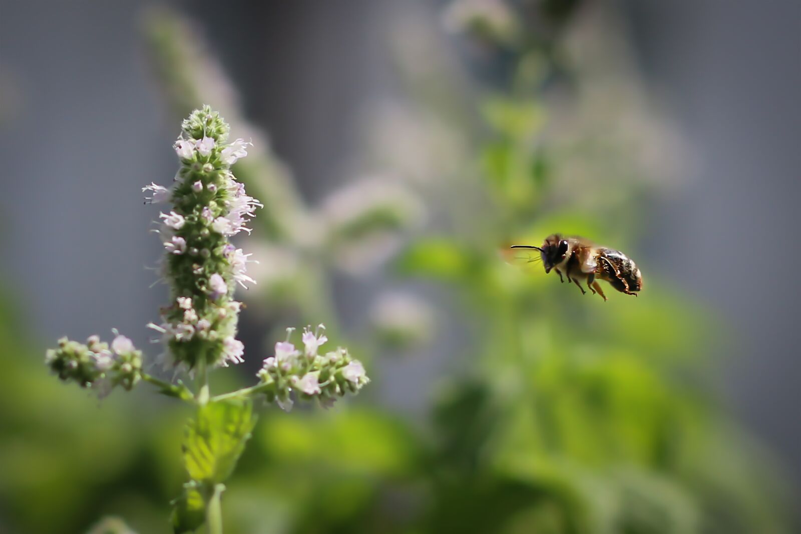 Canon EOS 70D sample photo. Bee, blossom, bloom photography