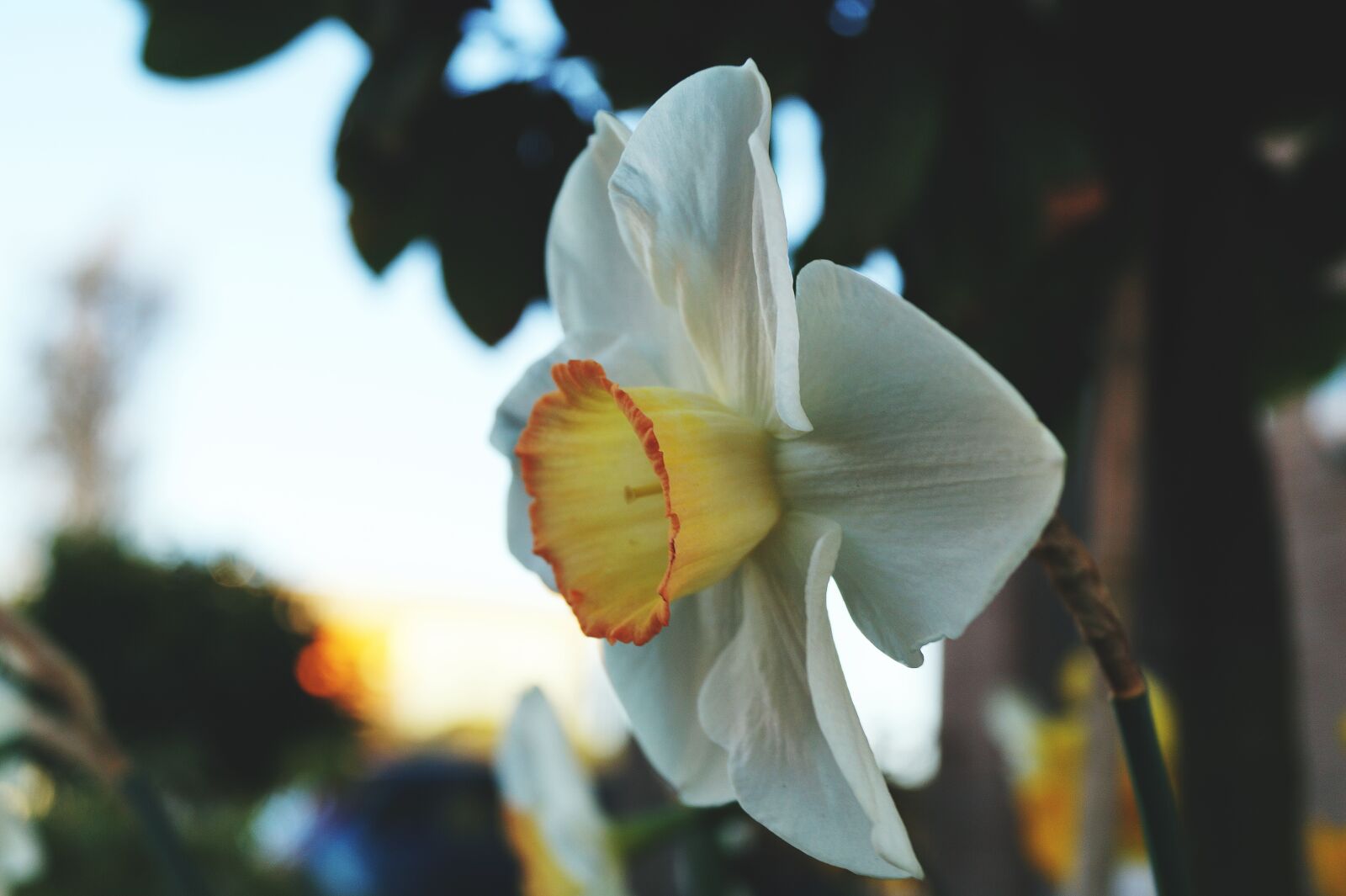 Sony DT 18-55mm F3.5-5.6 SAM II sample photo. Close, up, view, flower photography
