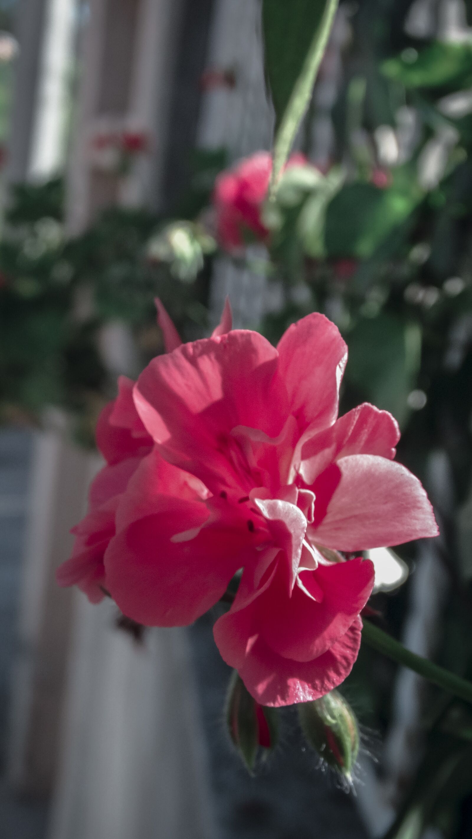 Sony Cyber-shot DSC-HX300 sample photo. Red, flowers, pink flower photography