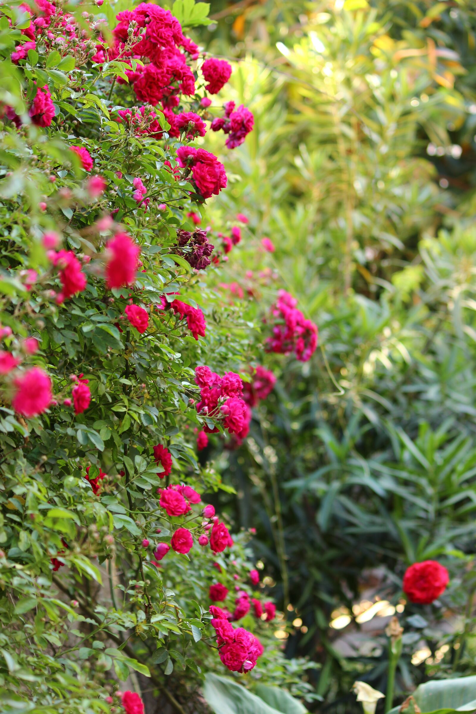 Canon EOS 600D (Rebel EOS T3i / EOS Kiss X5) sample photo. Flower, pink, plant photography