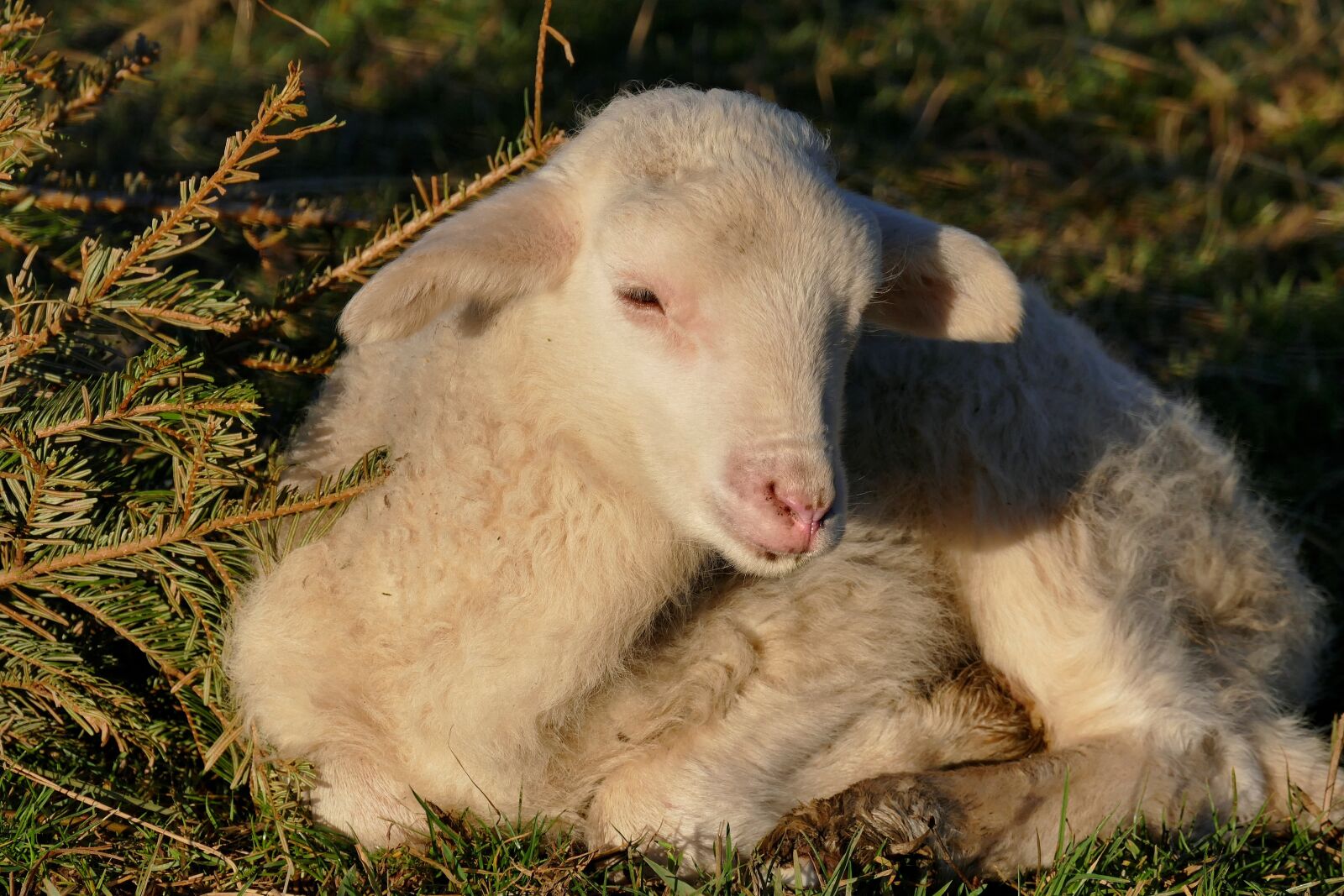 Panasonic Lumix DMC-FZ1000 sample photo. Lamb, schäfchen, passover photography