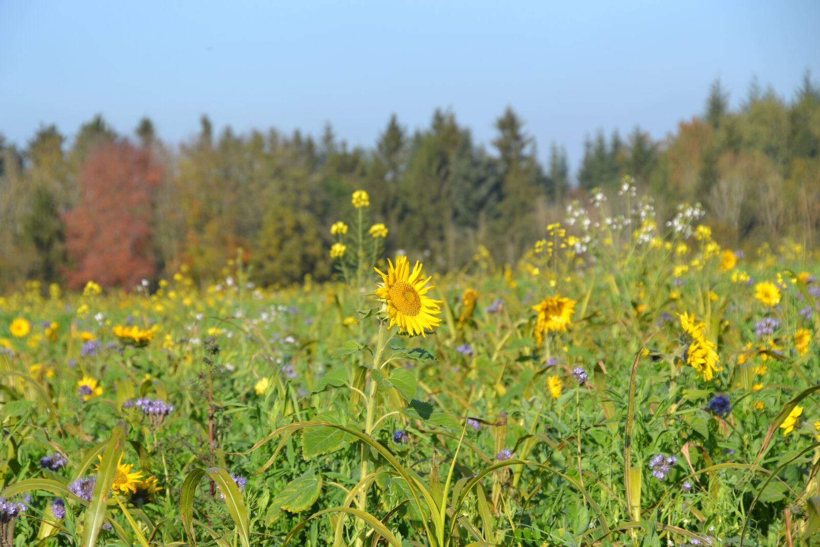 Nikon D3100 sample photo. Autumn, flower meadow, fodder photography