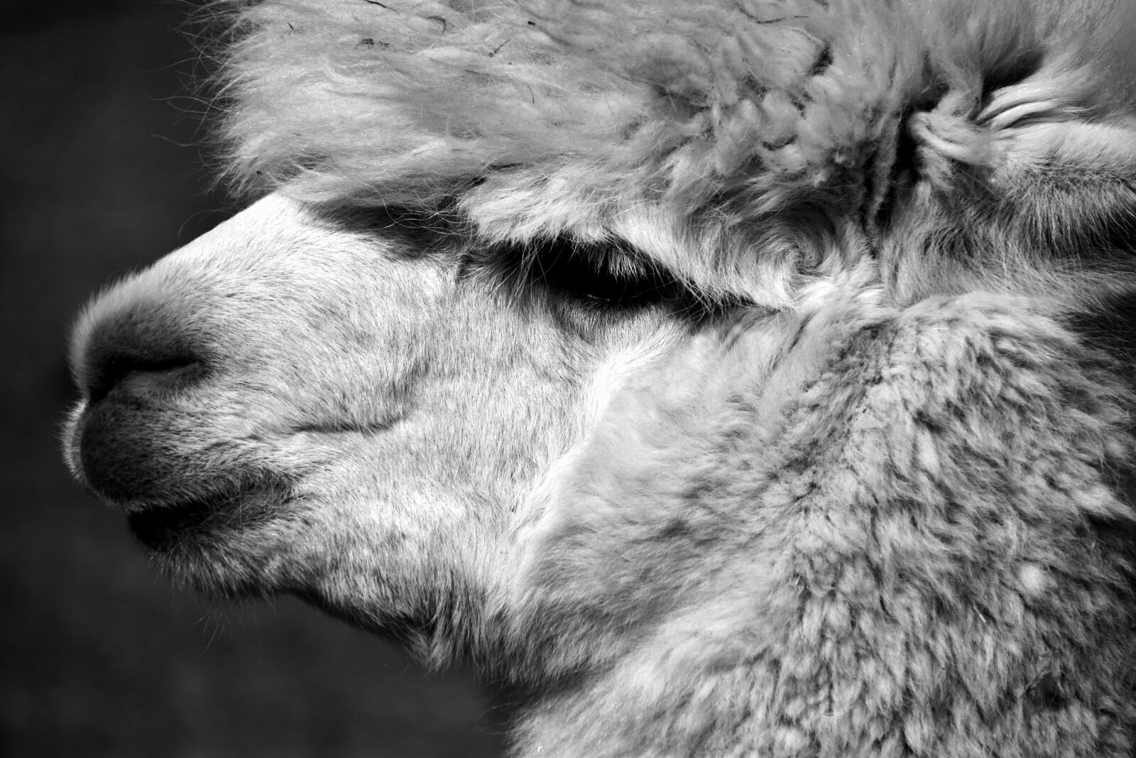 Nikon D3300 sample photo. Cute, portrait, macro, animal photography