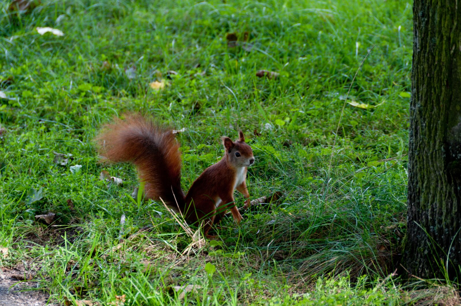 Nikon D5000 sample photo. Squirrel, forest, meadow photography