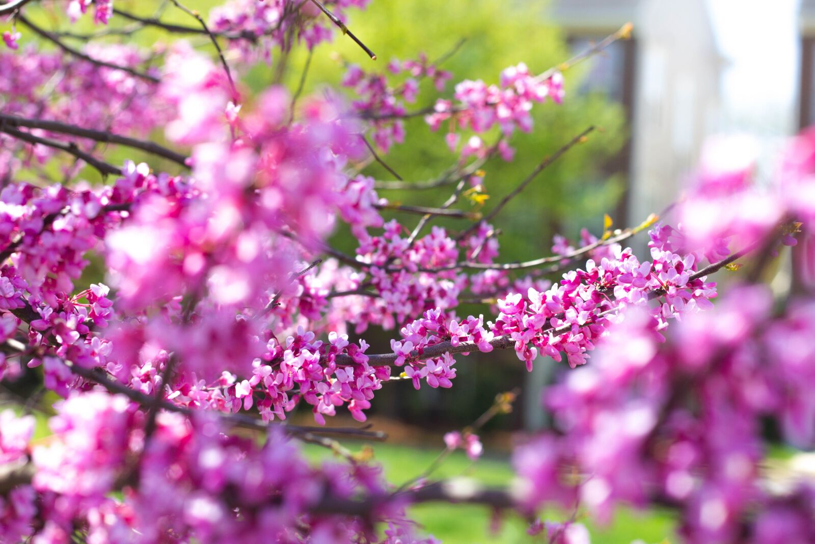 Canon EOS 60D + Canon EF 50mm F1.8 II sample photo. Flower, nature, petal photography