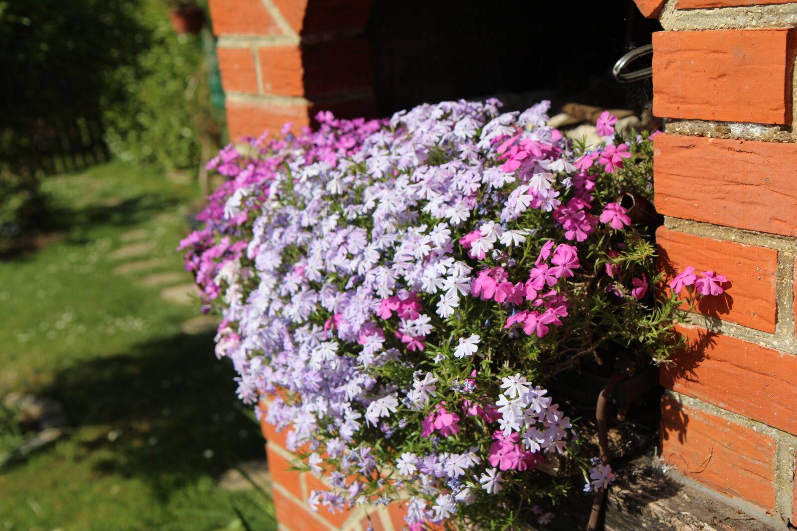 Canon EOS 600D (Rebel EOS T3i / EOS Kiss X5) sample photo. Flower box, planter flower photography