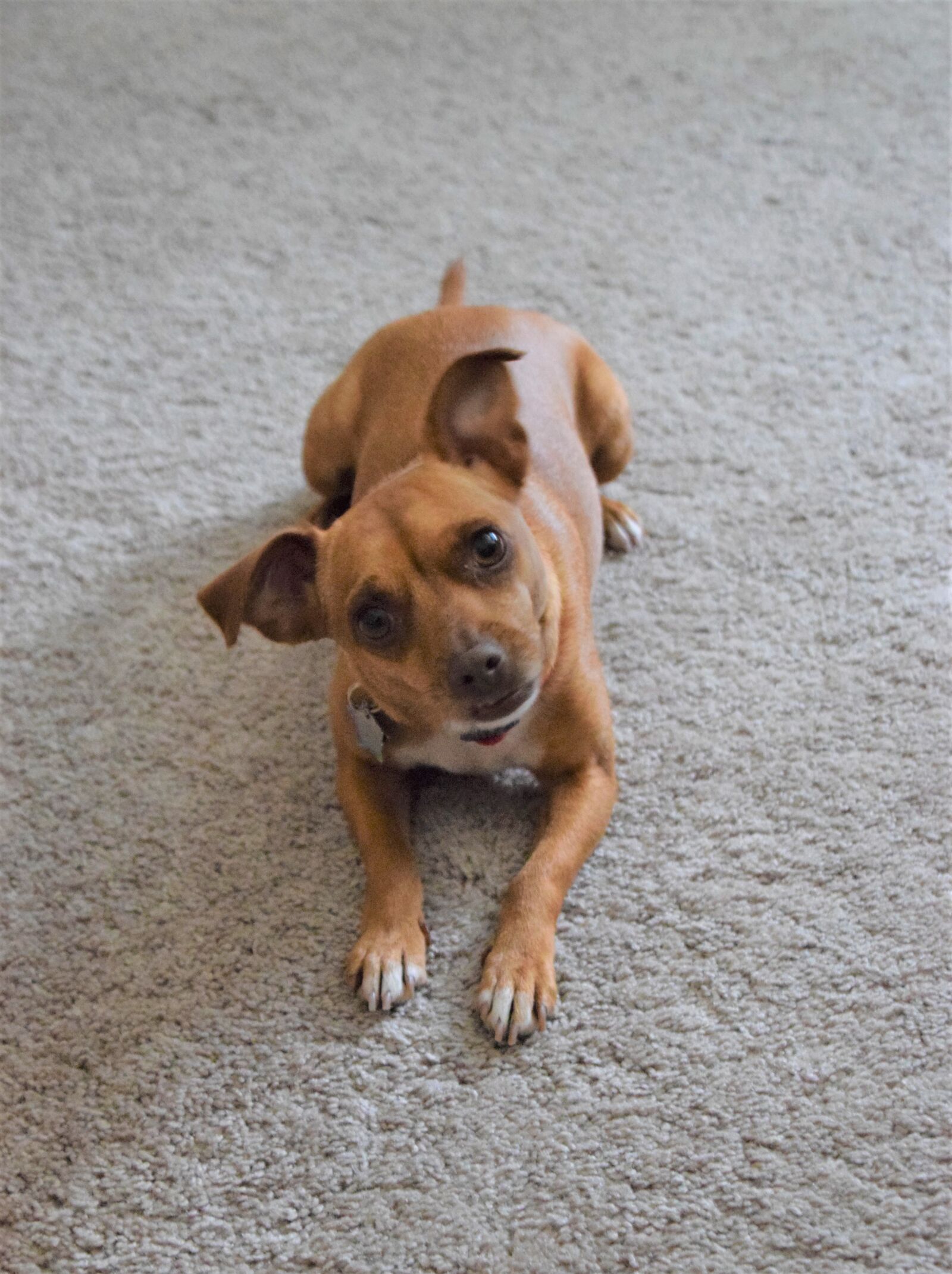 Nikon D3300 sample photo. Pet, adorable, funny photography