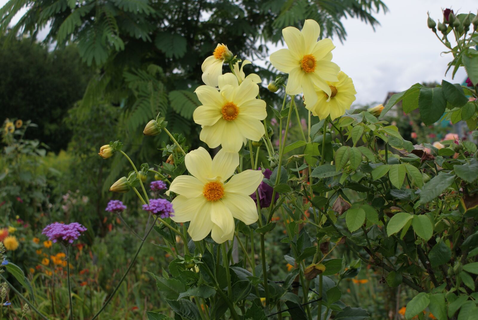 Sony Alpha DSLR-A200 sample photo. Flower, garden, blossom photography