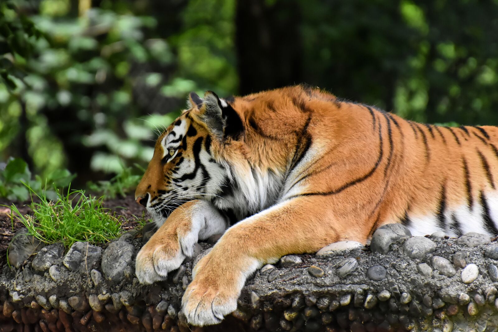 Nikon D7200 sample photo. Tiger, big cat, predator photography