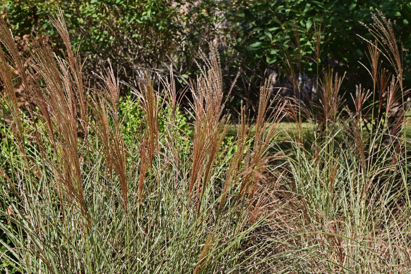 Nikon D3300 sample photo. Fall, feather grass, ornamental photography