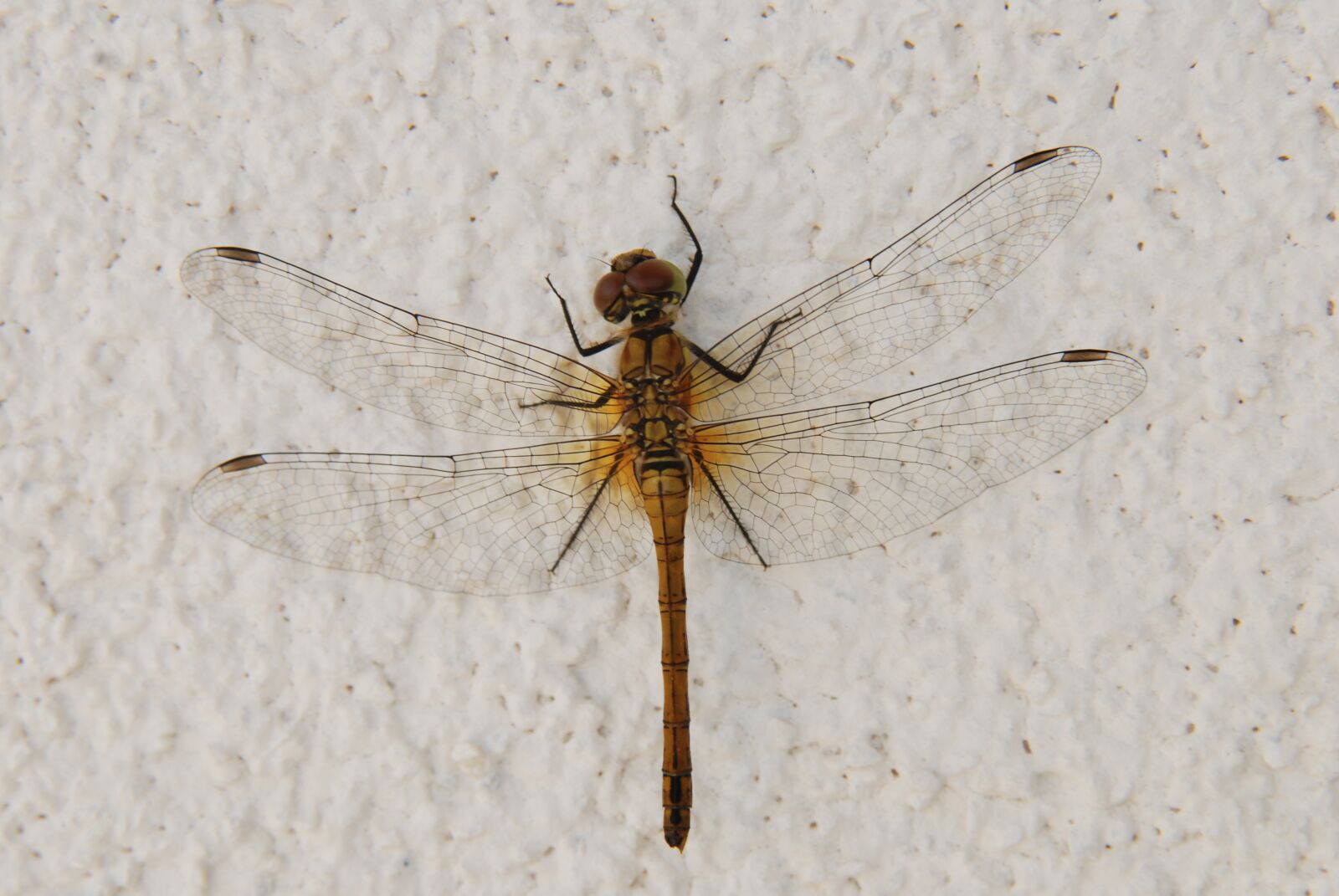 Nikon D80 sample photo. Nature, animals, ważka photography