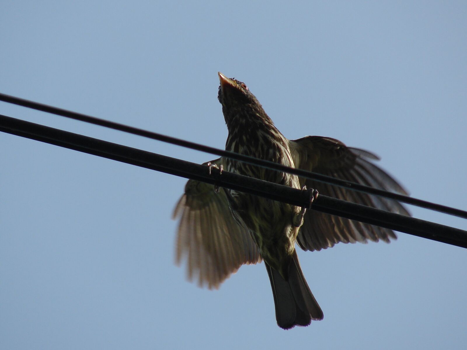 Sony DSC-H2 sample photo. Ave, feathers, pen photography