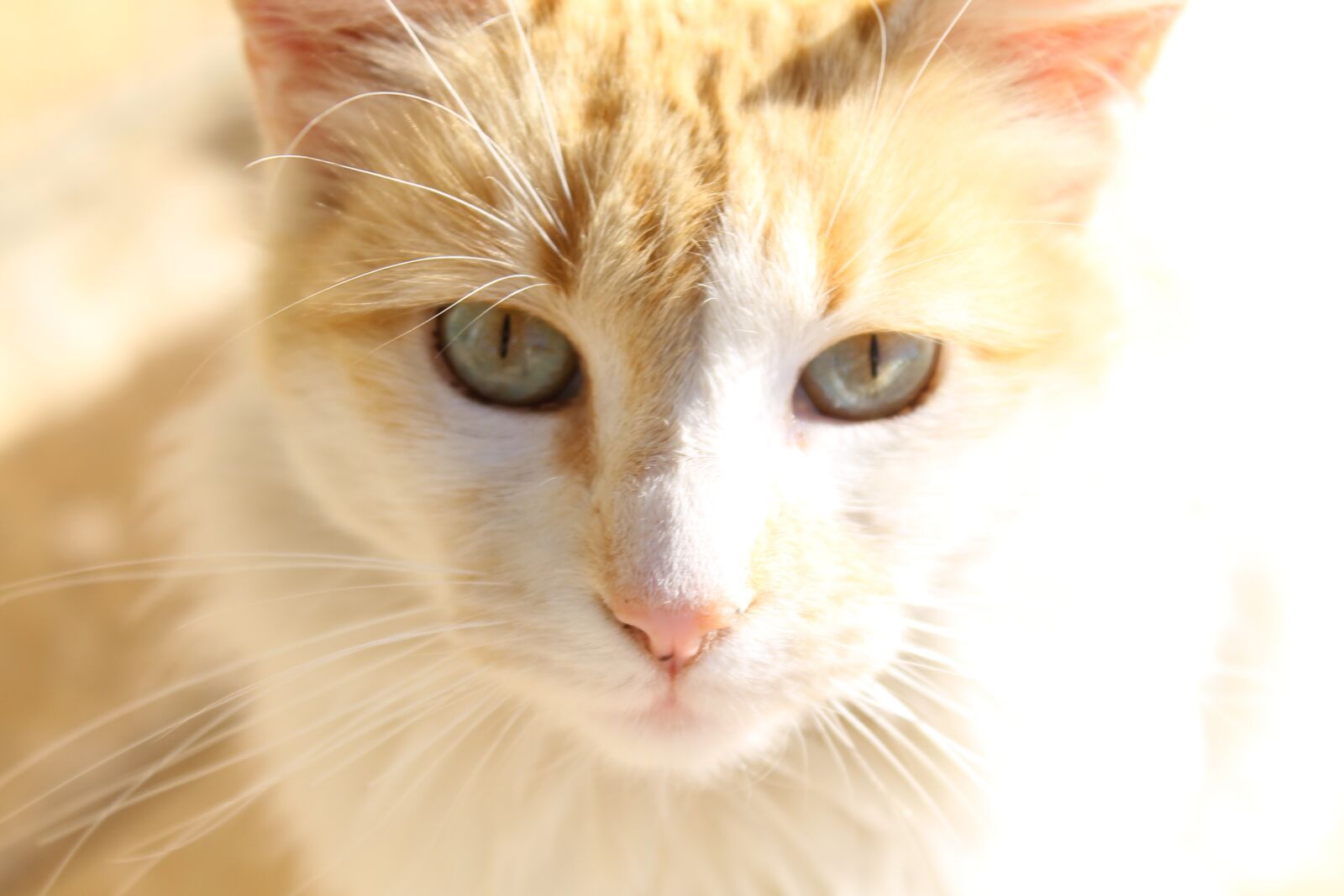 Canon EOS 1100D (EOS Rebel T3 / EOS Kiss X50) sample photo. Cat, yellow, looks photography