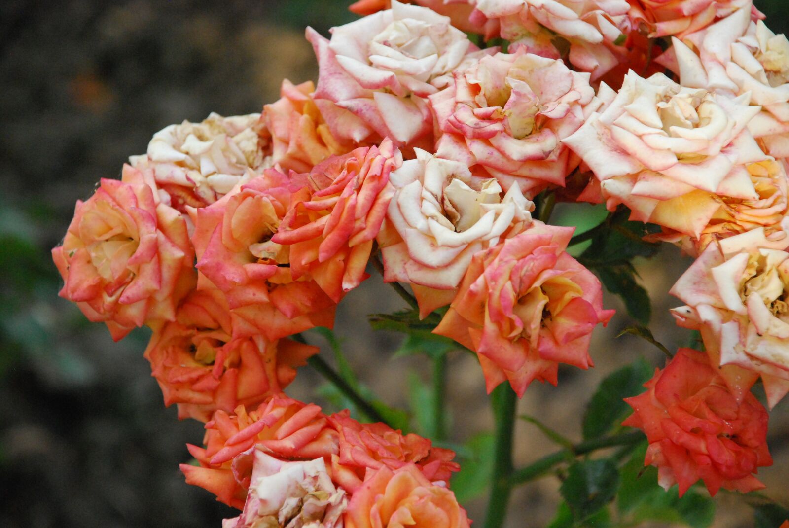 Nikon D40X sample photo. Rose, orange, bloom photography