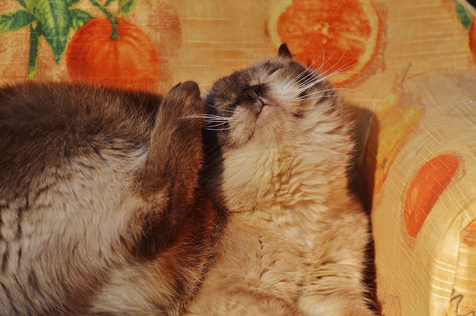Nikon D3200 sample photo. Cat, british shorthair, scratch photography