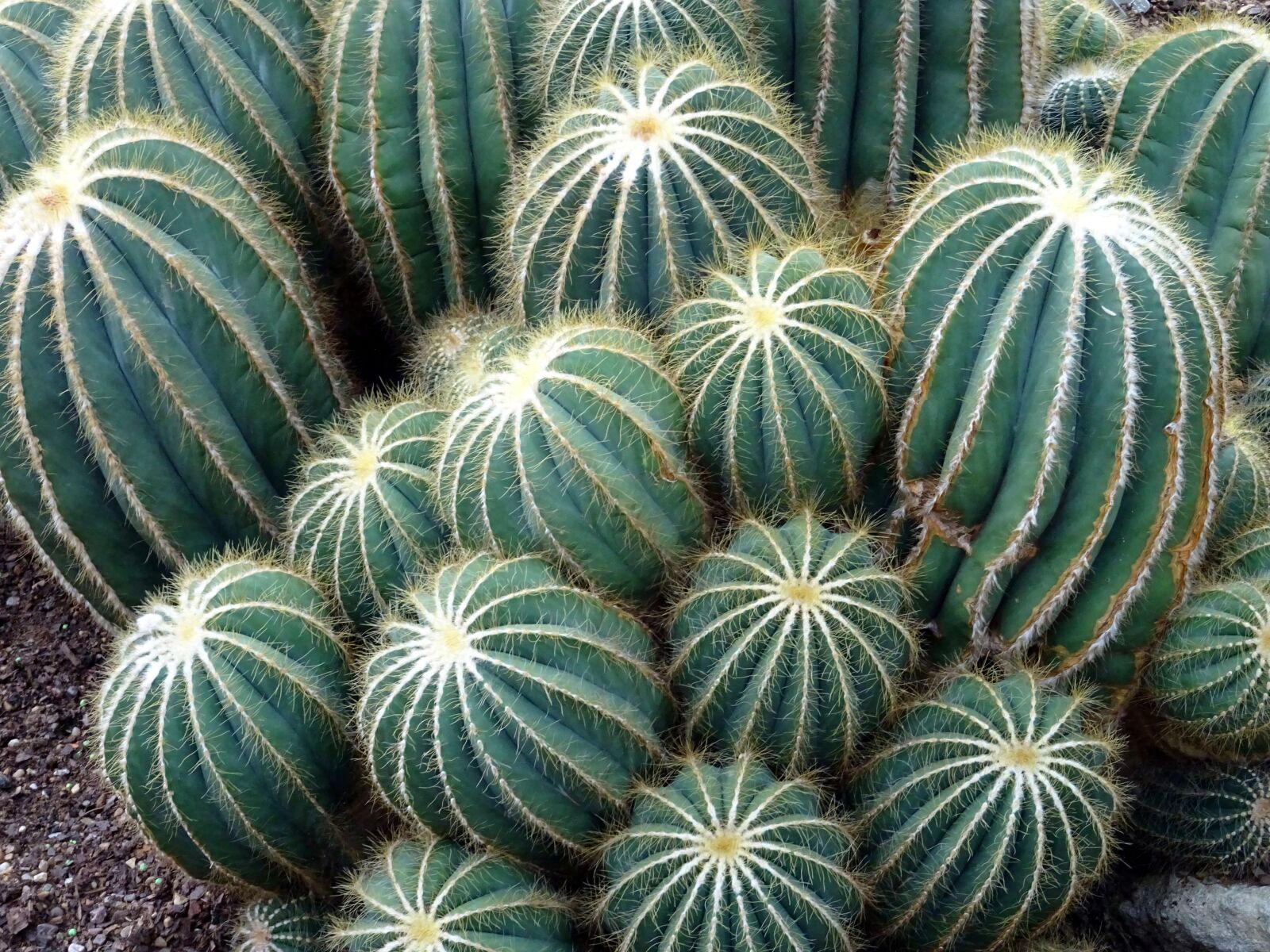 Sony DSC-HX60 sample photo. Botanical, cactuses, close, up photography