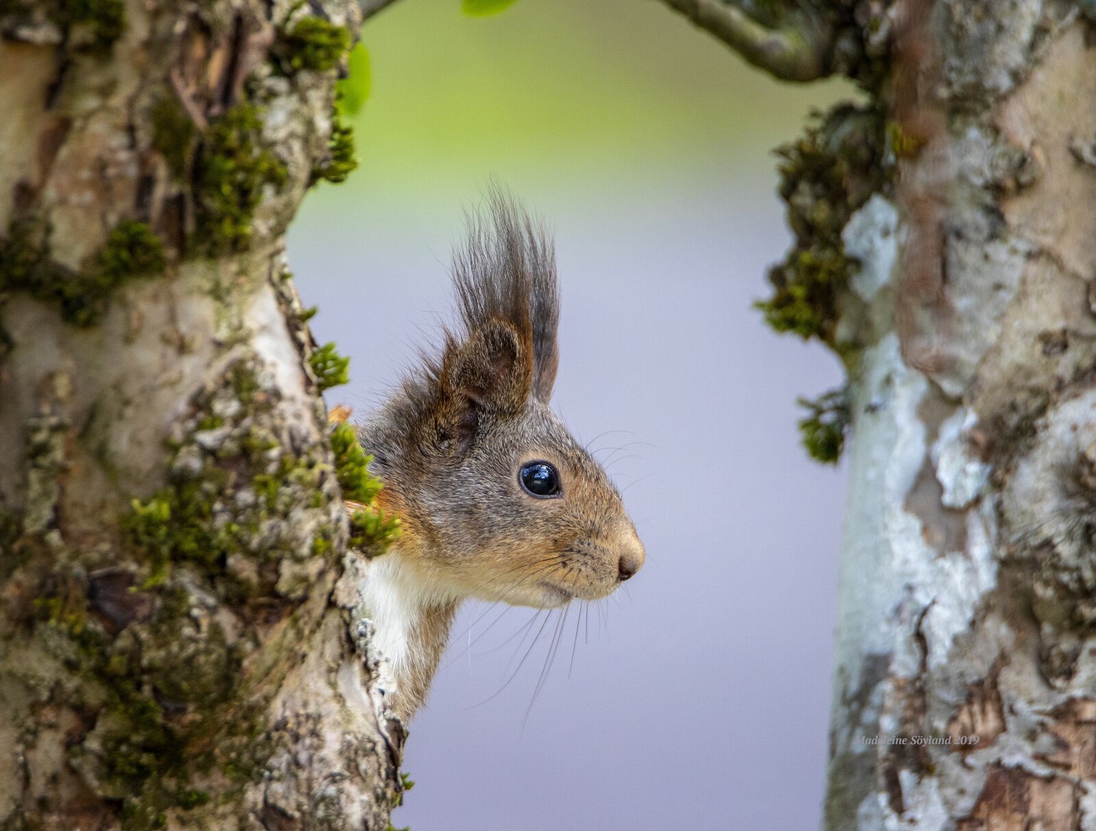 Tamron SP 150-600mm F5-6.3 Di VC USD G2 sample photo. Squirrel, animal life, forest photography