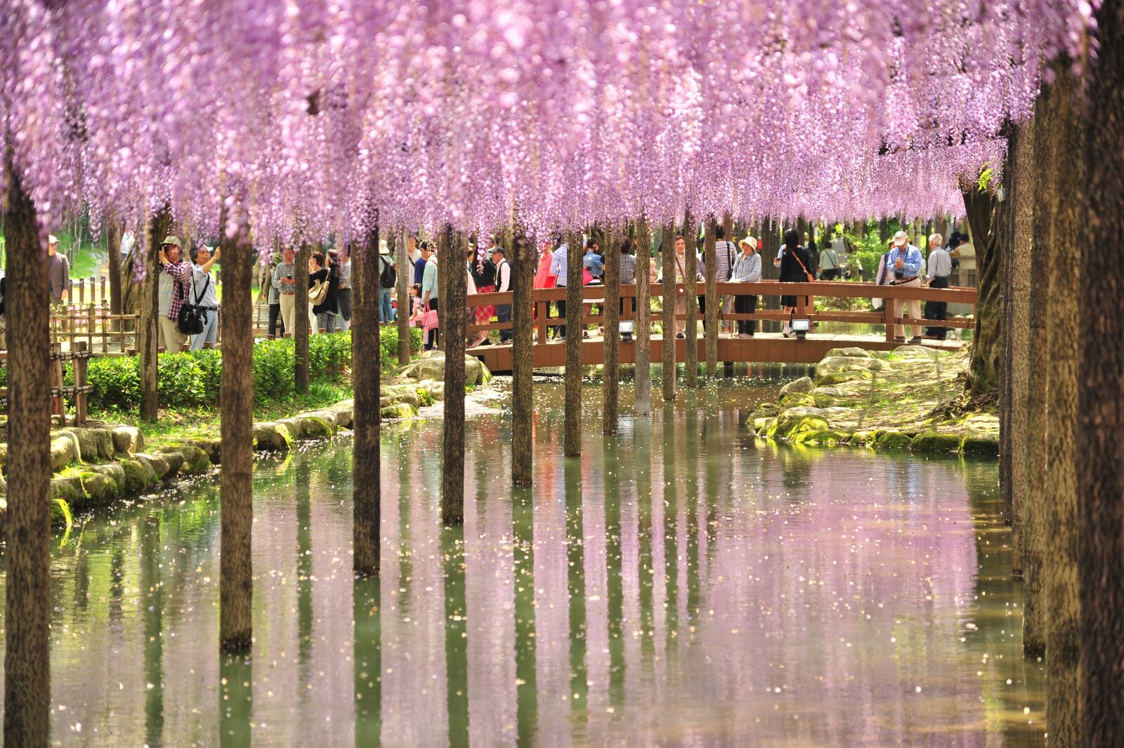 Nikon D700 sample photo. Wisteria, wisteria trellis, reflection photography