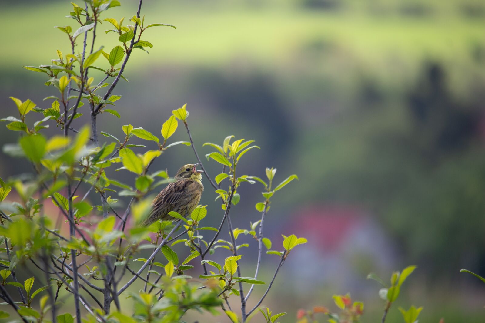 Canon EOS 100D (EOS Rebel SL1 / EOS Kiss X7) sample photo. Yellowhammer, songbird, nature photography