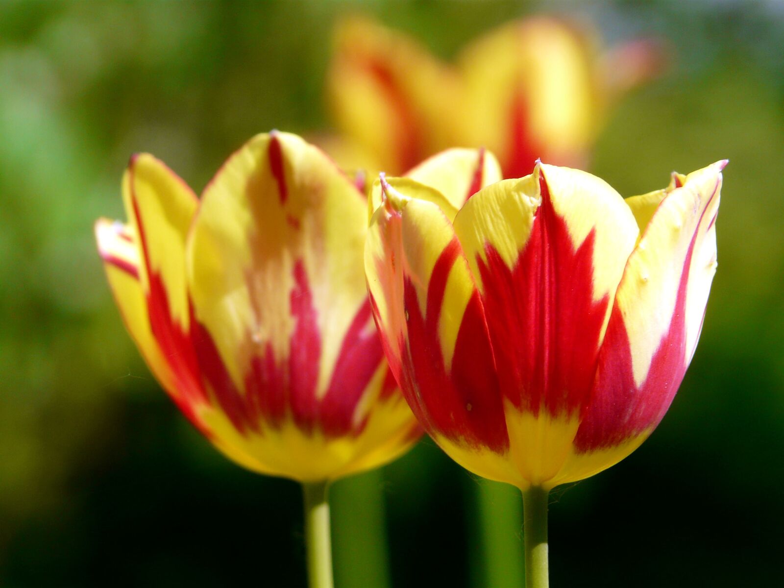 Panasonic DMC-FZ18 sample photo. Tulips, spring, blossom photography