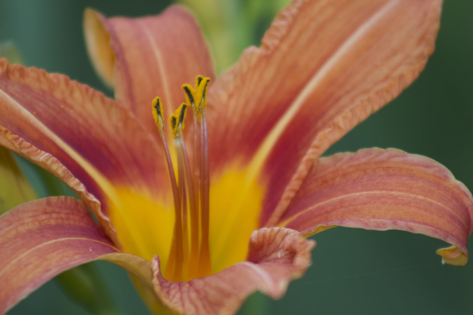 Canon EF75-300mm f/4-5.6 sample photo. Wild tiger lily, flower photography