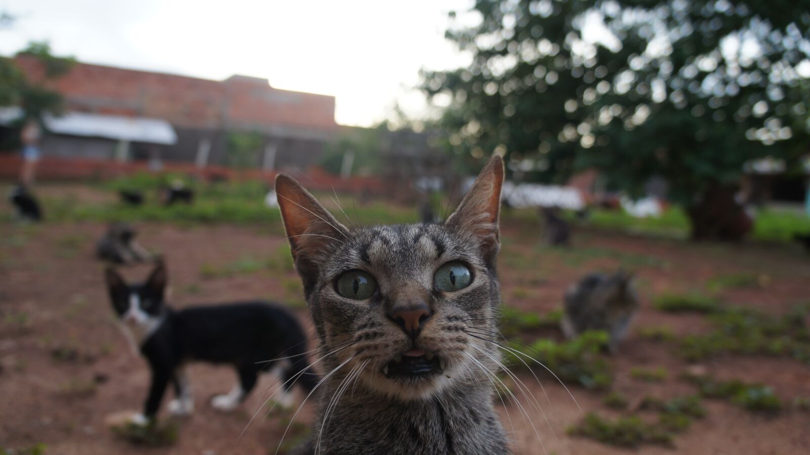 Sony Alpha NEX-C3 + Sony E 18-55mm F3.5-5.6 OSS sample photo. Cat, puppy, feline photography