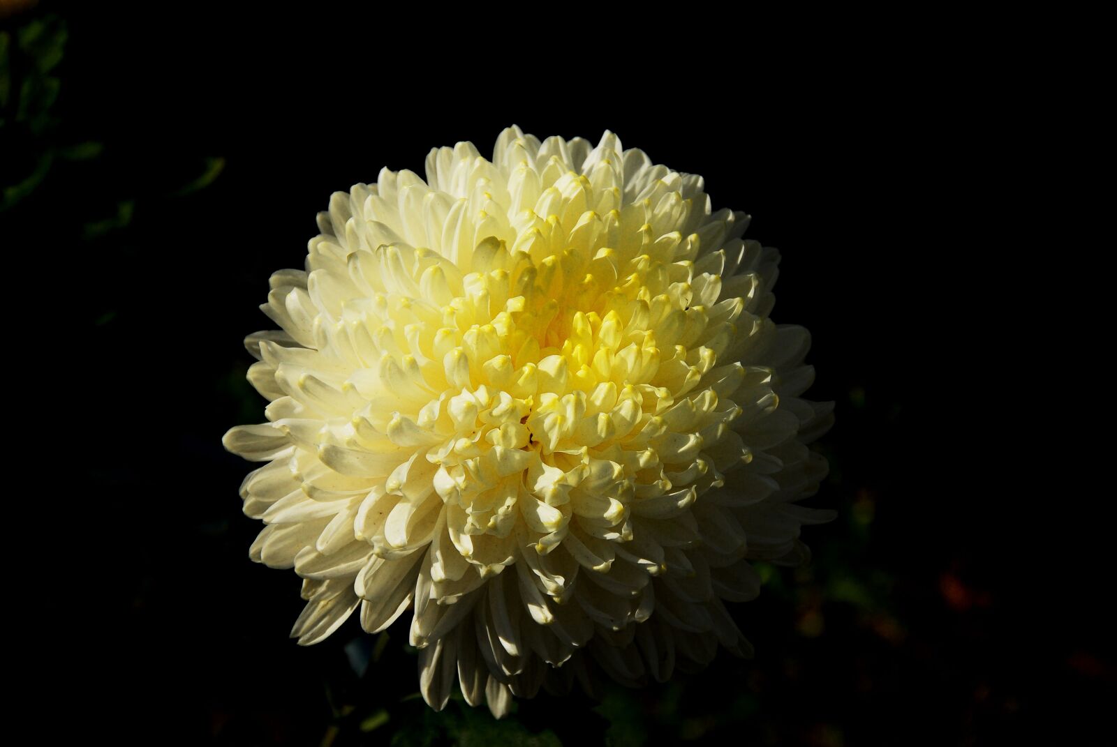 Nikon D200 sample photo. Chrysanthemum, autumn, fall flowers photography