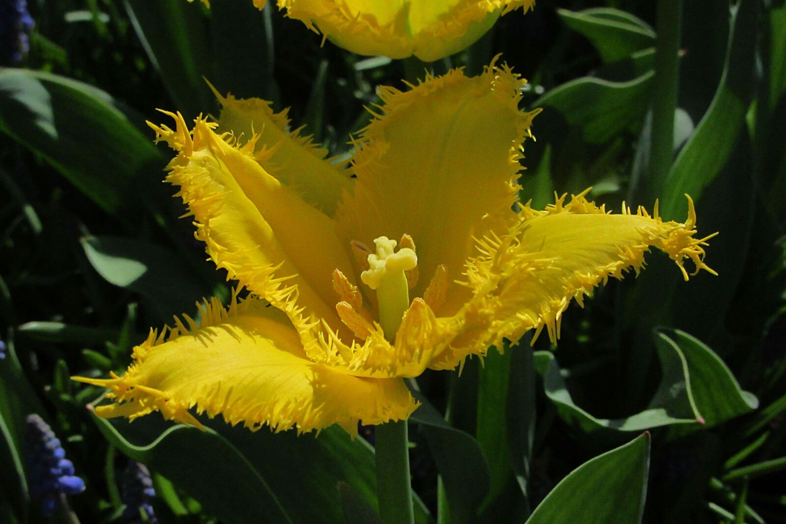 Canon PowerShot SX610 HS sample photo. Tulip, yellow, colorful photography